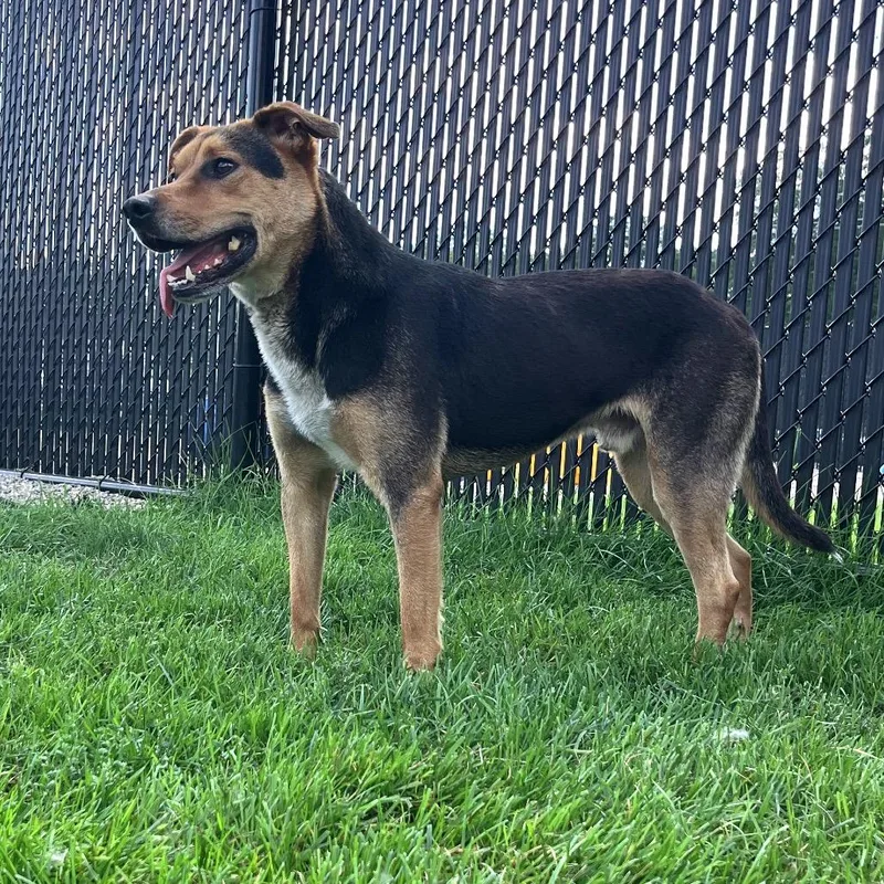 Bruno thumbnail 3
