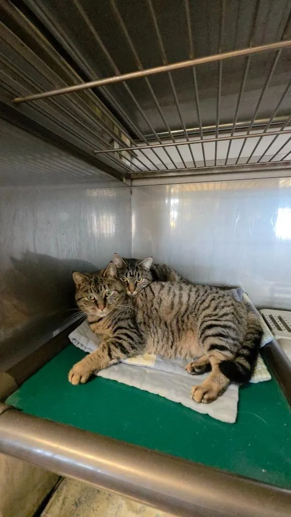 A young large-sized female Domestic Short Hair cat named Sue for adoption in Sprakers, NY