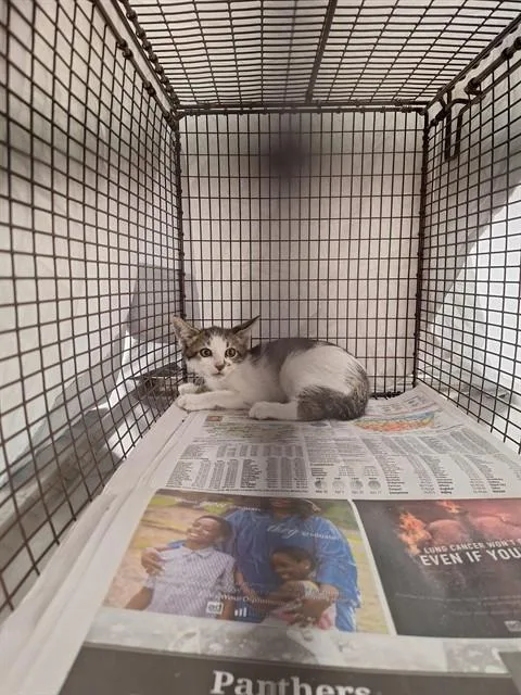 A baby small-sized male Domestic Short Hair cat named Link for adoption in Fort Lauderdale, FL