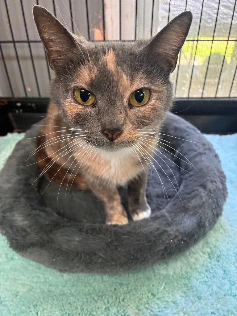 An adult medium-sized female Dilute Tortoiseshell Domestic Short Hair cat named Jewel for adoption in Winnsboro, SC