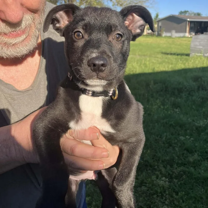 A baby medium-sized male Black Pit Bull Terrier dog named Shaymus for adoption in Blairstown, NJ