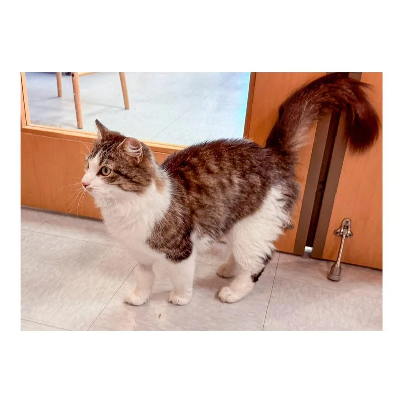 A young medium-sized female Tabby (Brown / Chocolate) Domestic Medium Hair cat named Rabbit for adoption in Stamford, CT