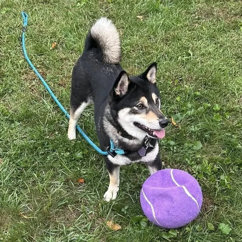 An adult small-sized female Shiba Inu dog named Nami for adoption in Long Island City, NY