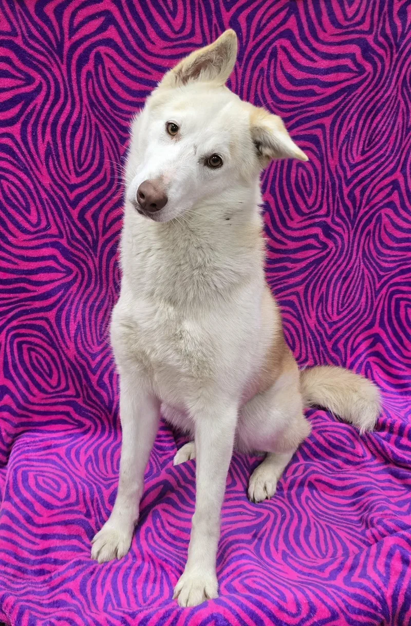 A young large-sized female Husky dog named Sonia for adoption in Frankfort, IN