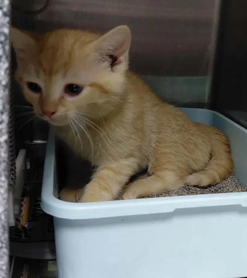 A baby small-sized male Domestic Medium Hair cat named Brock for adoption in Henderson, NC