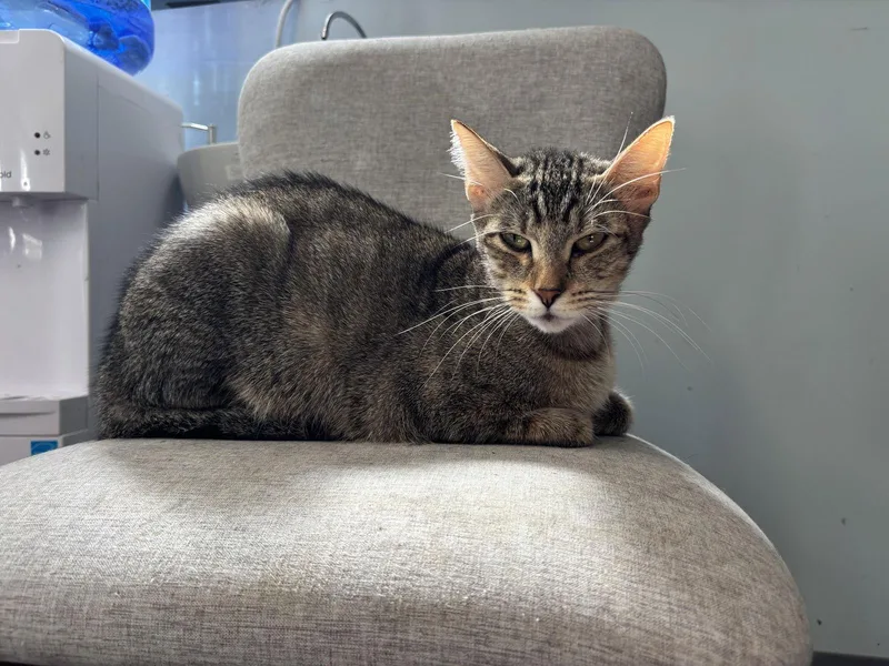 Peanut Butter thumbnail 2