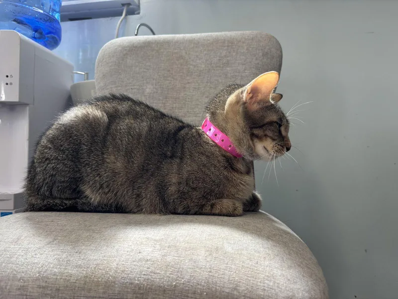 Peanut Butter thumbnail 3