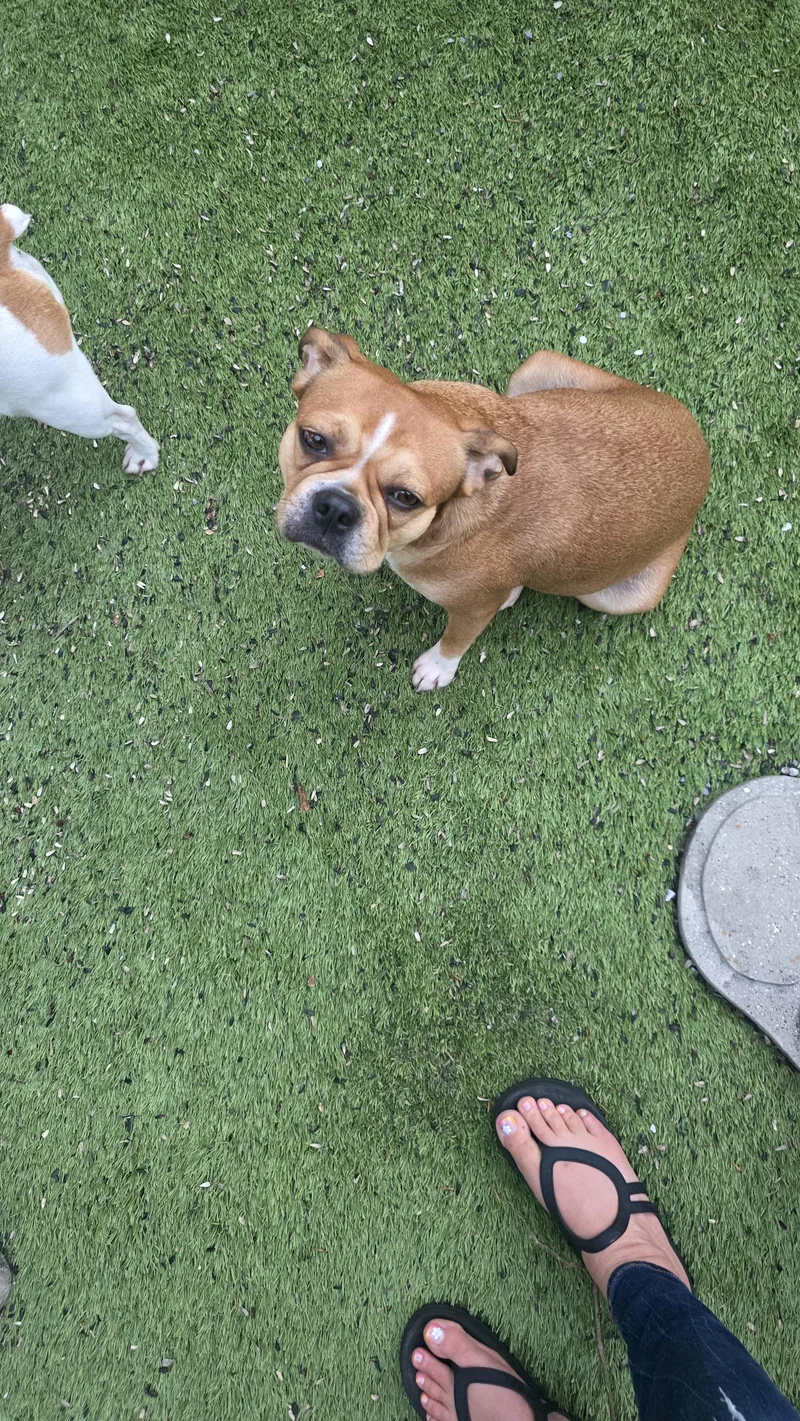 Suki
