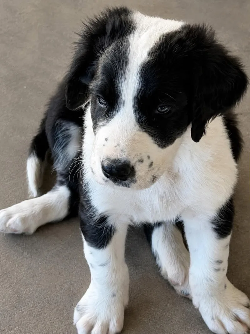 A baby medium-sized male Saint Bernard dog named Linus for adoption in LEWISTON, ID