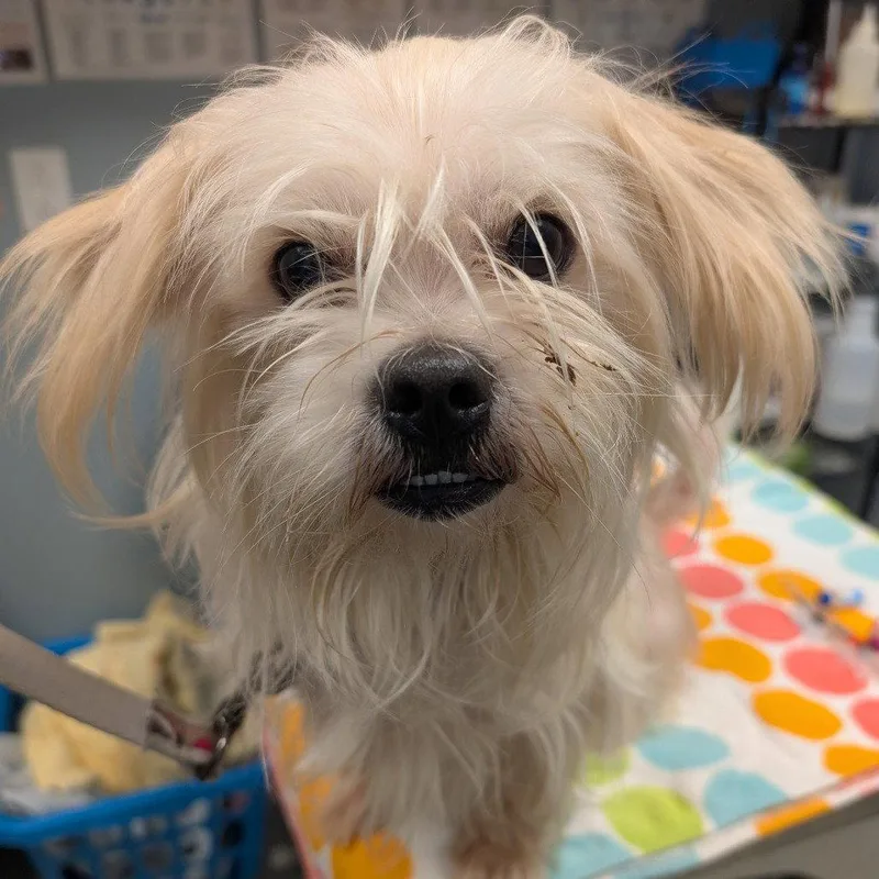 An adult medium-sized male Shih Tzu dog named Shiloh for adoption in New Castle, DE