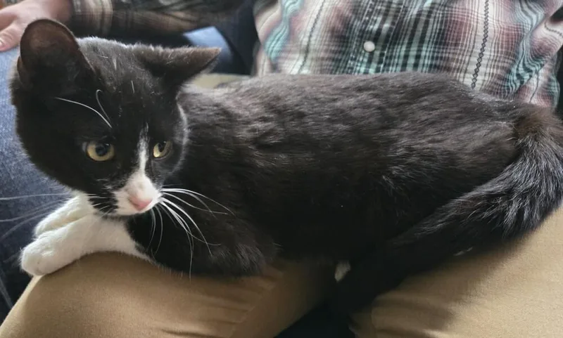 An adult medium-sized female Black & White / Tuxedo Domestic Short Hair cat named Kit for adoption in Salisbury, NC