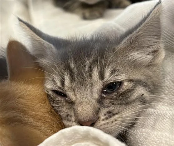 A baby small-sized female Domestic Short Hair cat named Betty for adoption in Chatsworth, CA