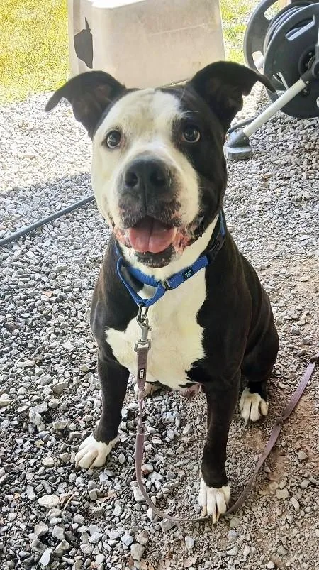 An adult large-sized male Black Terrier dog named Hammer for adoption in Pegram, TN