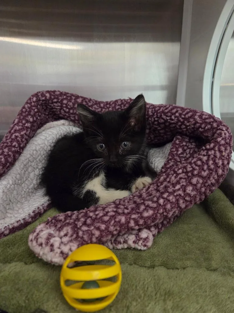 A baby small-sized female Domestic Short Hair cat named Primrose for adoption in Athens, TN