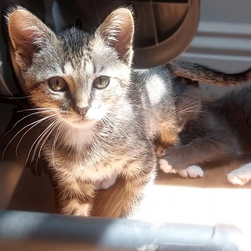 A baby small-sized male Brown / Chocolate Domestic Short Hair cat named Velcro for adoption in Los Angeles, CA