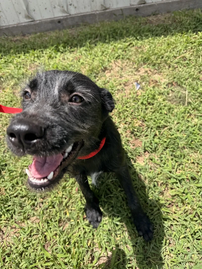 An adult medium-sized male Black Terrier dog named Sheldon for adoption in Jenks, OK