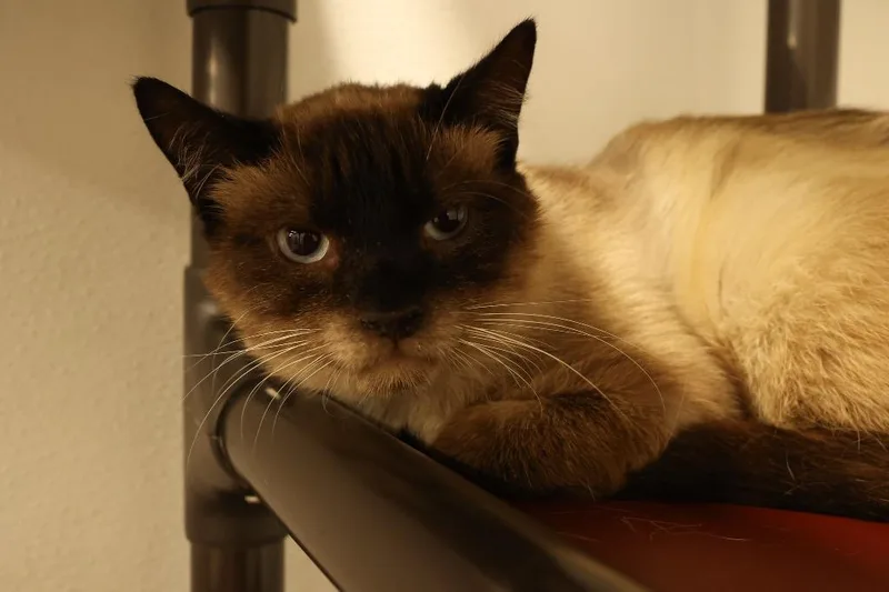 An adult medium-sized male Seal Point Siamese cat named Thai for adoption in Mira Loma, CA