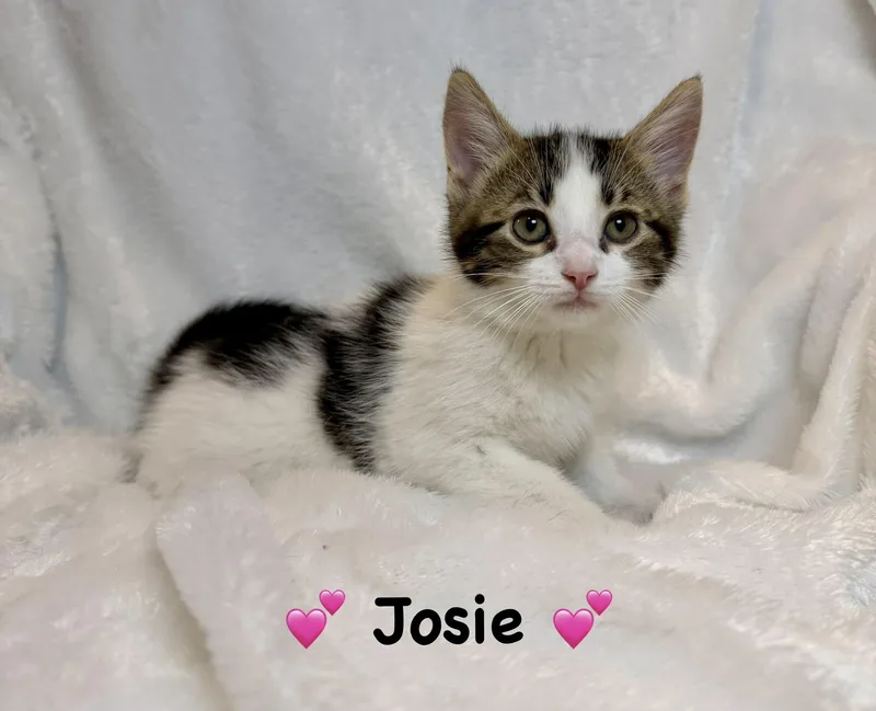 A baby medium-sized female White Domestic Short Hair cat named Josie for adoption in Copley, OH