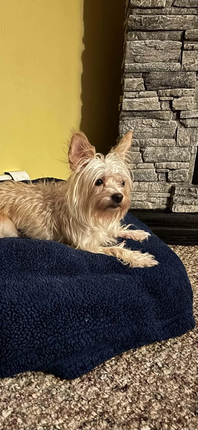 An adult small-sized female Yellow / Tan / Blond / Fawn Cairn Terrier dog named Izzy for adoption in Brunswick, ME