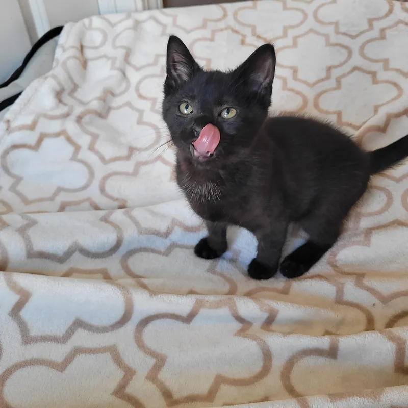 A baby medium-sized male Black Domestic Short Hair cat named Hootie for adoption in Indianapolis, IN