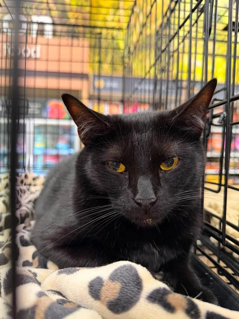 A young large-sized male Domestic Short Hair cat named Beefy for adoption in warrenville, SC
