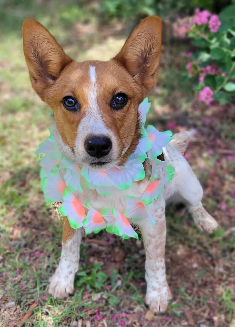 A young medium-sized female Corgi dog named Reba for adoption in Vernon, TX