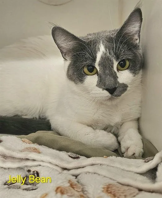 Jelly Bean