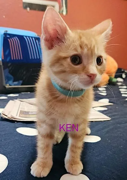 A baby small-sized male Orange / Red Domestic Short Hair cat named Ken for adoption in Kansas City, MO