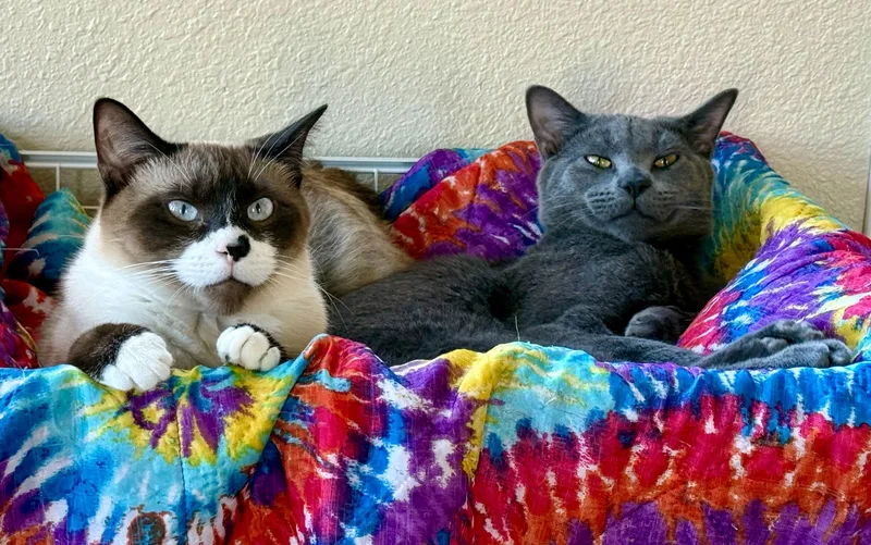 Ron And Hermione thumbnail 2