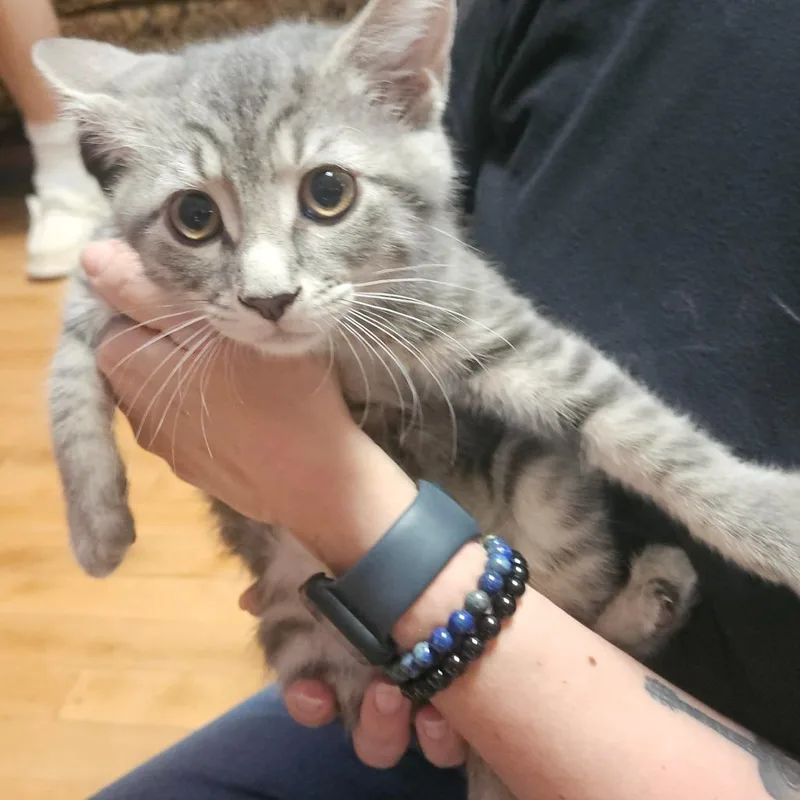 A baby small-sized female Gray / Blue / Silver Domestic Short Hair cat named Fancy for adoption in Ringtown, PA