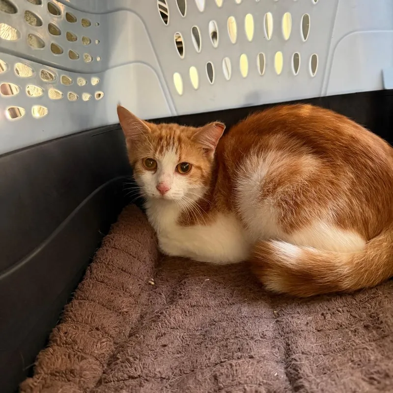 A baby medium-sized female Tabby (Orange / Red) Domestic Short Hair cat named Ally for adoption in Chattanooga, TN