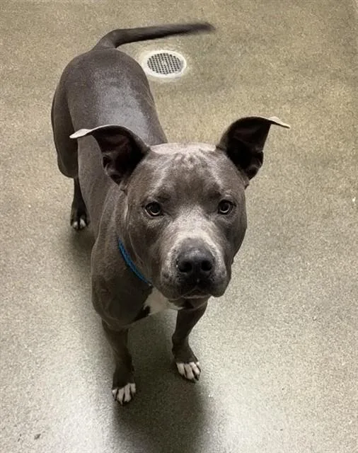 A young medium-sized male Mixed Breed dog named Hookie Pookie for adoption in Jacksonville, FL