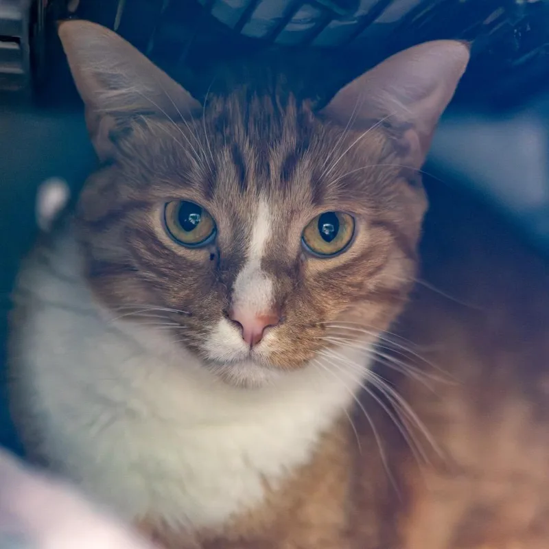 An adult large-sized male Orange / Red Domestic Short Hair cat named Georgie for adoption in Newark, DE