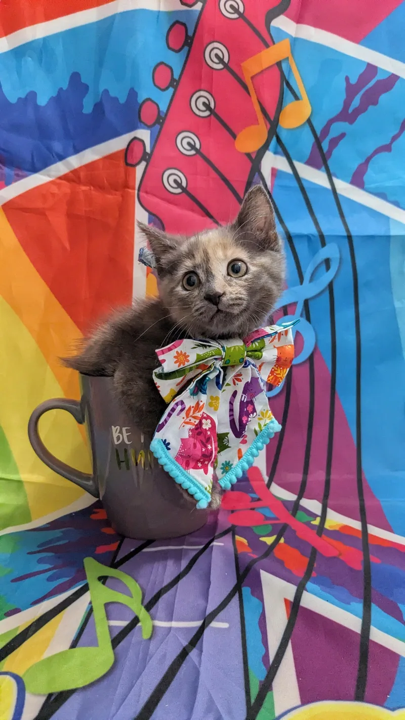 A baby medium-sized female Domestic Short Hair cat named Lilac for adoption in Chesapeake Beach, MD