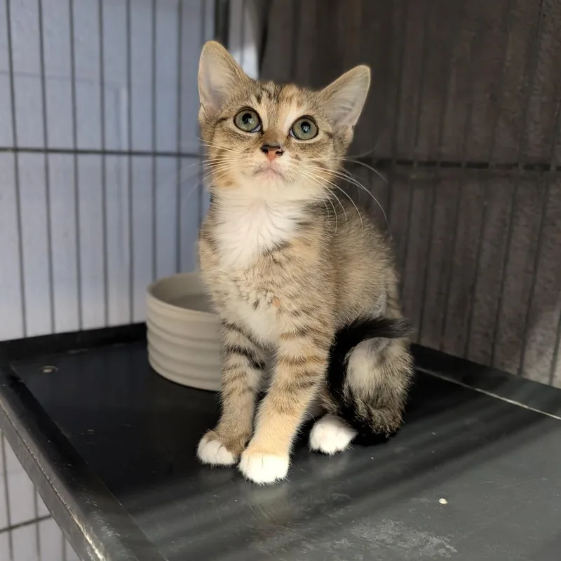 A baby medium-sized female Torbie Domestic Short Hair cat named Hoka for adoption in Cape Girardeau, MO