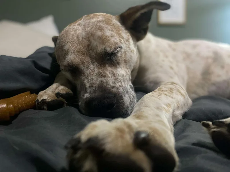 Roxie thumbnail 6
