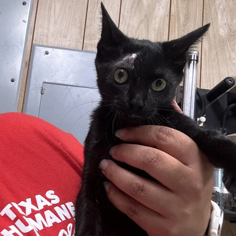 A baby small-sized female Black Domestic Short Hair cat named Salem for adoption in Leander, TX