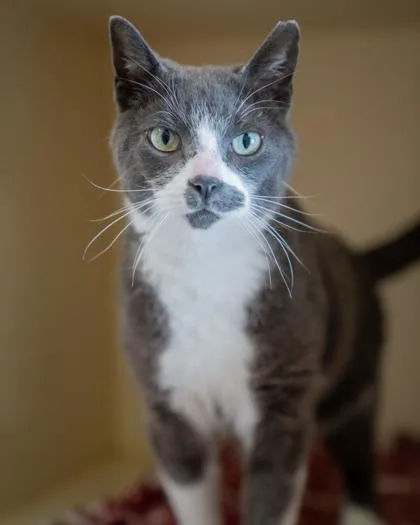 An adult medium-sized male Domestic Short Hair cat named LT. Tao for adoption in Pequot Lakes, MN