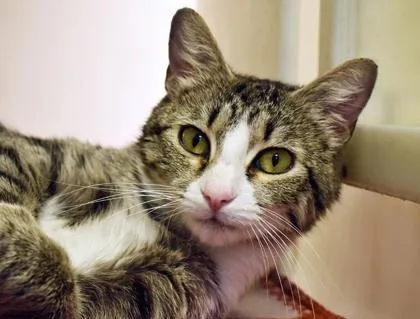 A young small-sized female Domestic Short Hair cat named Chessie for adoption in Cumming, GA