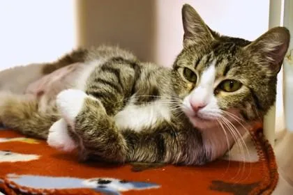 Chessie thumbnail 2