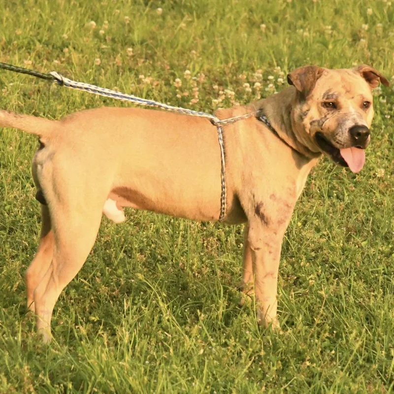 An adult medium-sized male Yellow / Tan / Blond / Fawn Pit Bull Terrier dog named Brandon for adoption in Natchez, MS