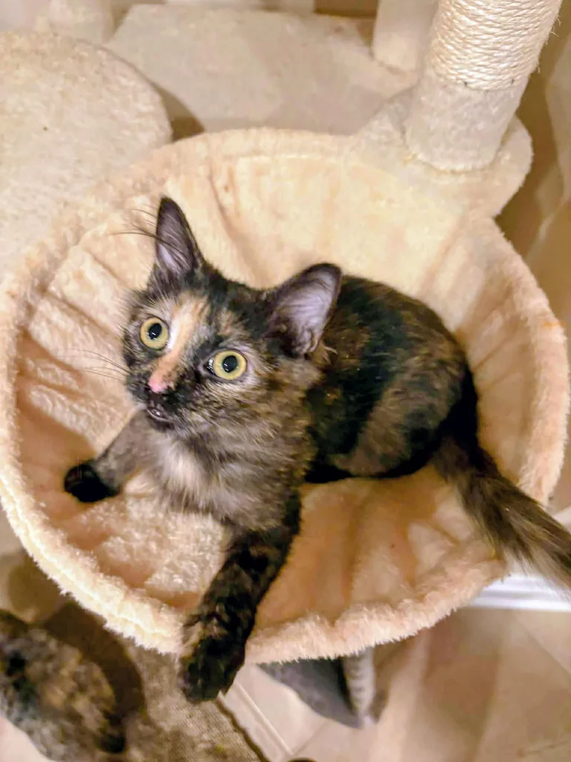 A baby small-sized female Tortoiseshell Domestic Short Hair cat named Andie for adoption in Syosset, NY