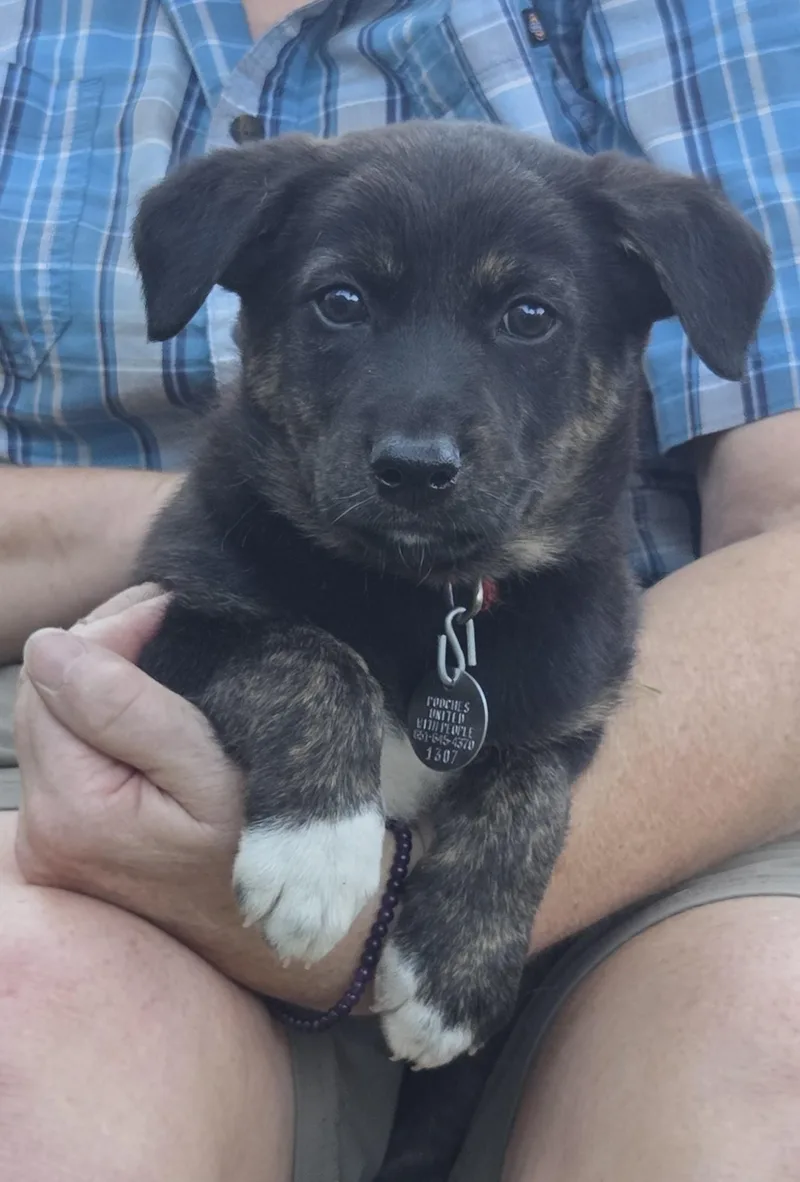 A baby medium-sized male German Shepherd Dog dog named Zuma for adoption in Saint Paul, MN