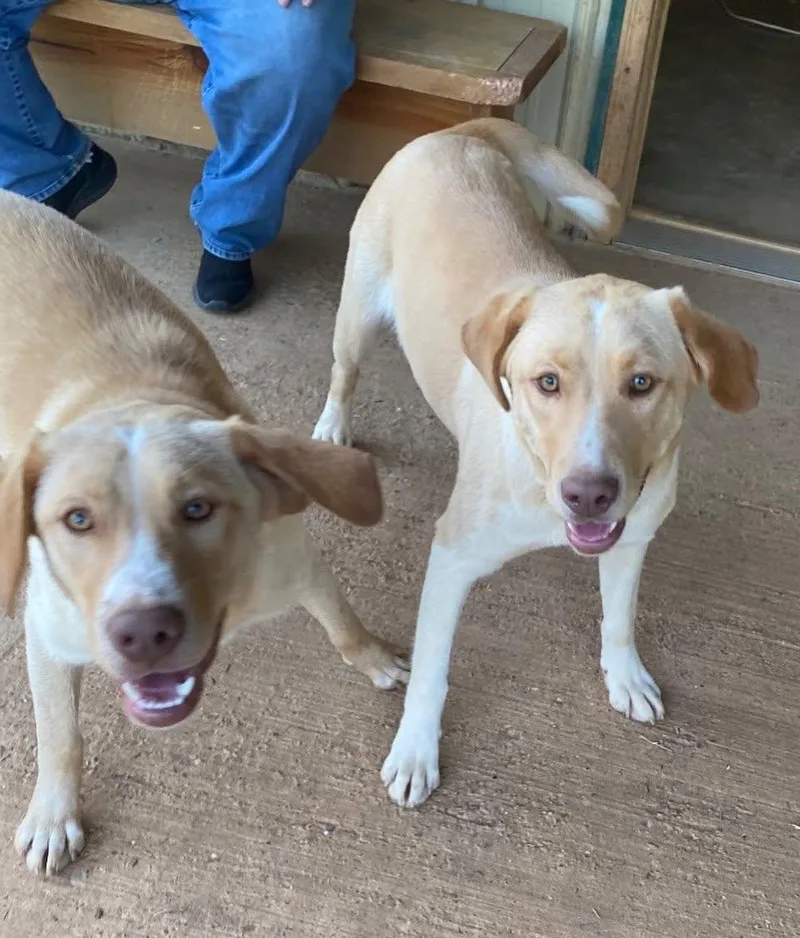 A young medium-sized male Apricot / Beige Labrador Retriever dog named Sam for adoption in Pembroke, MA