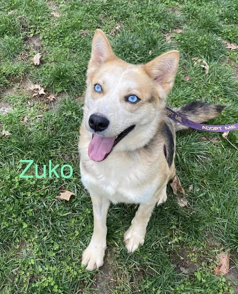 Zuko thumbnail 2