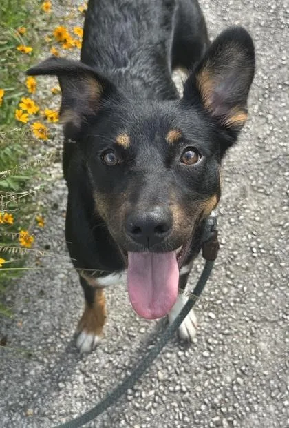An adult medium-sized female Shepherd dog named Totoro for adoption in San Antonio, TX