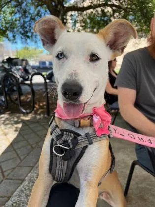 Princess Penny thumbnail 2