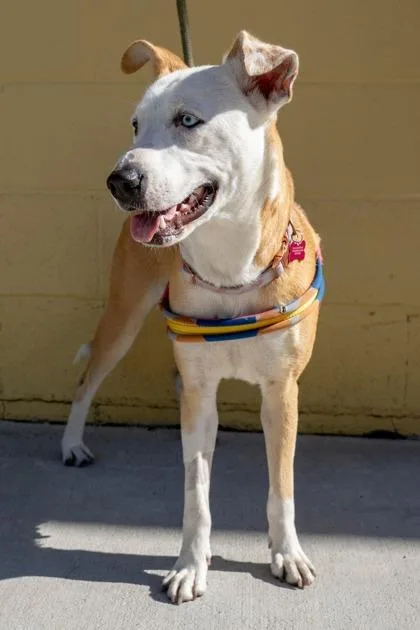 Princess Penny thumbnail 3