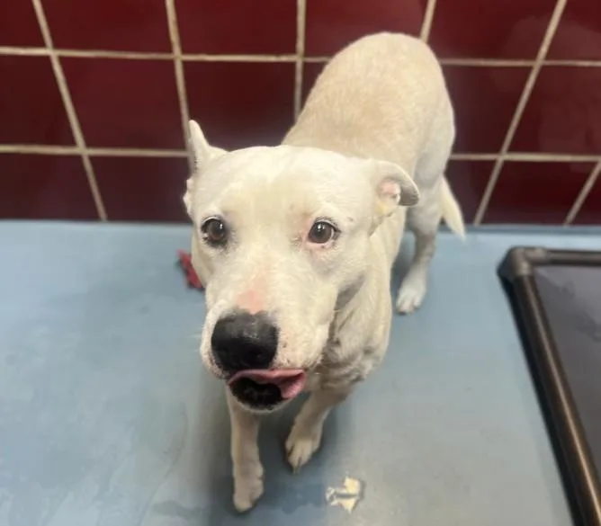 An adult large-sized female Staffordshire Bull Terrier dog named Wemby for adoption in Houston, TX