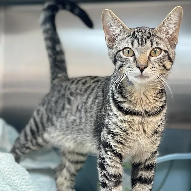 A young medium-sized male Black Domestic Short Hair cat named Catrick for adoption in Tinley Park, IL